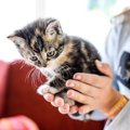 もし子猫が助けを求めてきたら、どうしますか？