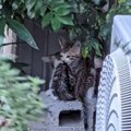 支えあって生きていた『ドロドロに汚れた2匹の子猫』が保護された現在…感…