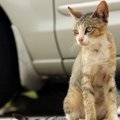 コンビニの駐車場にいる猫にしてはいけないこと３つ