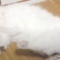 一仕事終えた猫ちゃんの気の抜けっぷりがすごい