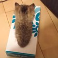 『ティッシュ箱で遊ぶ子猫を撮影していたら…』想定外の可愛すぎる展開…