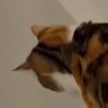 浴槽の中が気になって仕方ない猫→見守っていたら…思わず笑ってしまう…