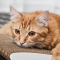 猫の『耳毛』は処理すべき？そもそもの役割や、処理した方がいいケー…