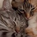 『一緒に寝ていた2匹の猫』を撮っていると…涙が出るほど尊い瞬間に５…