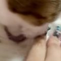 一生懸命『毛づくろいしていた猫』を撫でたら…まさかの『表情』に爆笑…
