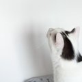 白黒猫が見上げる先には……同居猫が披露した『驚きの行動』に「すごいバラ…