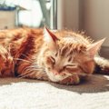 猫の『ハイシニア期』はいつから？超高齢猫に起きる変化3つと気をつけてあ…