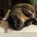 顔を高速で動かしたネコの『見事な猫ドリル』が可愛いと話題　