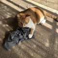 猫が飼い主さんの「ために」してくれること３つ