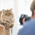 愛猫を『プロカメラマン』に撮影してほしい！撮影場所は？費用は？知って…