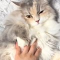 お腹は撫でさせてくれる猫…頭に手を伸ばした瞬間の『まさかの仕草』に…