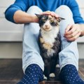 猫が飼い主の『足をわざと踏んでくる』心理4つ　不思議な行動に隠れた理由…