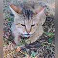 2年前の夏、瀕死の状態だったボロボロの地域猫が保護された結果…『現…