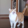 猫が『帰宅した大好きな母』に見せた反応…あまりにも可愛すぎる『アピ…