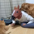 猫と犬に『馬の化け物がいるドッキリ』仕掛けた結果…まさかの反応が爆…