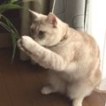 天然猫じゃらし♪エノコログサでニャンズと遊ぼう！