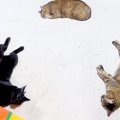 寒くなってきたのでホットカーペットをつけた結果→４匹の猫が集まって…