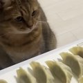 餃子を作り始めると、ネコが近くの椅子に座って…じっと見守る『可愛すぎる…
