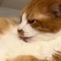 忙しなく毛繕いをしていた猫→ゴロンと寝転がったと思ったら、次の瞬間『ま…