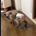 最期まで愛された高齢猫さんの姿に共感の嵐。看取るということとは