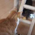 おもちゃの誘惑に負けてちょっぴり気まずい猫ちゃん達