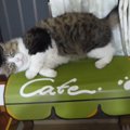 いつ壊れてもおかしくない！猫カフェの危機？！