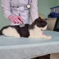 猫に危険な『慢性腎臓病』、症状や予防法は？急性の場合との違いも解説