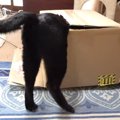 執念深い？おもちゃのためなら箱にも突っ込んでいく猫さん！