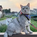 LAYLAの１２猫占い【6/15〜6/21】のあなたと猫ちゃんの運勢