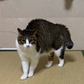 「抱っこ」が苦手な猫の心理５つ