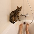 愛猫があなたや家族を『守っている』ときの4つの行動　見られたら仲間認定…