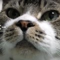 お鼻がムズムズ！猫ちゃんの可愛いくしゃみ二連発♪