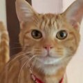 生後5か月の子猫、大きく口を開けると…想像以上に『下手な鳴き声』が3…