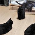 9匹の黒猫をブラッシング→抜け毛を集めると…完成した『まさかのモノ』…