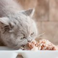 猫の食べ物の好き嫌い。グルメなお猫様は、何がお好み？