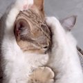 仲良くじゃれ合っていた2匹の猫→前足が"ちょうどいい位置"…
