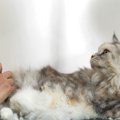 猫用バリカンおすすめ７選！初心者さん向けに選び方や使い方を解説