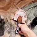 ブラッシングされる猫ちゃん→『体勢』を見てみると…あまりにも無防備…