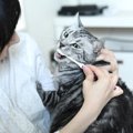 猫を愛しているから…飼い主さんがあえてやっている『猫がいやがること…