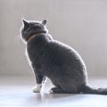 猫が『背中』を向けている時の心理５つ