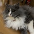 猫にブラッシングを好きになってもらう方法とは？