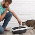 猫トイレから『キツい臭い』がするのは何故？6つの理由と対策・対処法も