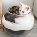 子猫が『お兄ちゃん猫』を愛しすぎた結果…まさかの場所でもピタッとく…