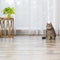 『猫を飼っている家』を訪問するときのマナー3つ　気遣うべき配慮や避ける…