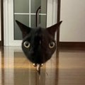 「夜中に見たら腰ぬかす」妹が撮影したものに写っていたのは……あまりにも…