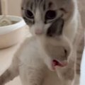 まだ遊びたいとグズる赤ちゃん猫を、ママ猫が…『続々と運ばれていく光景』…