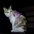 『夜なのに…』猫ちゃんのお散歩スイッチがオン！