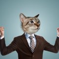 猫を飼ってる人なら共感するはず「猫CEO」がおもしろい！