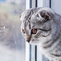 猫の『梅雨』に起こりやすい病気3つ！飼い主がすべき対策とは？