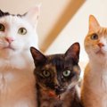 猫社会の『意外と知られていないルール』4つ♪あいさつや喧嘩の仕方な…